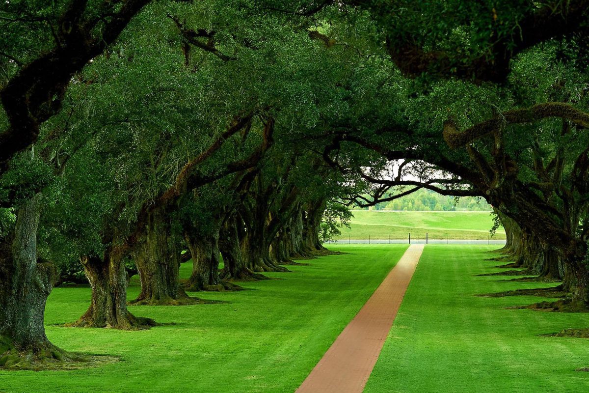 Oak trees